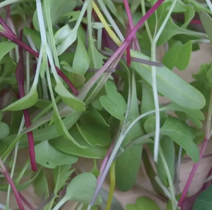 Microgreens Rainbow Mix - Burpee Seeds