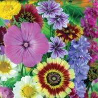 Mixed Flowers Old-Fashioned Garden - Burpee Seeds - Image 2