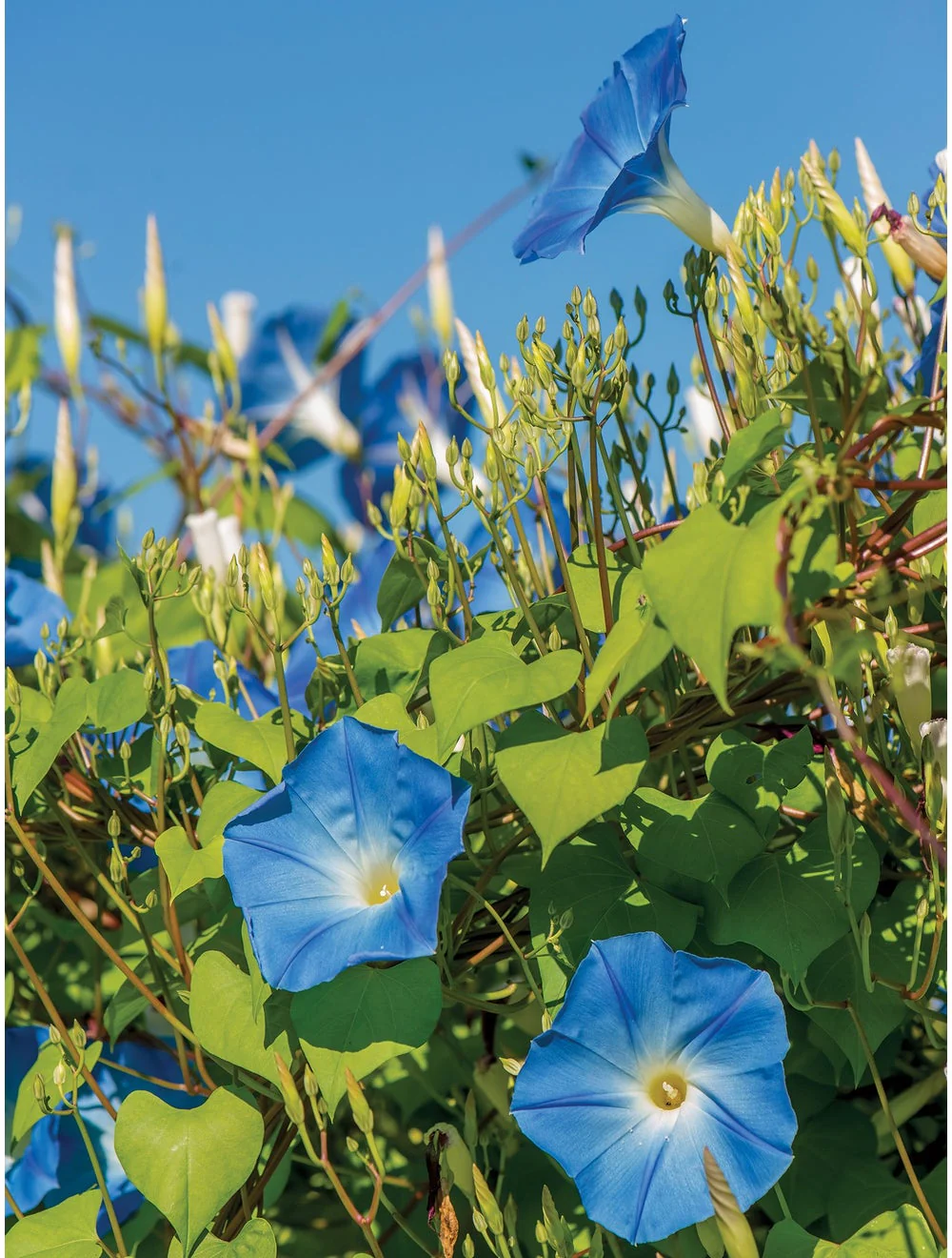 Morning Glory Heavenly Blue - Burpee Seeds - Image 2