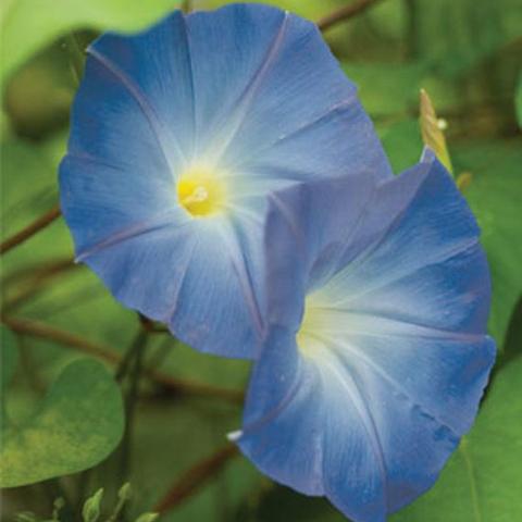 Morning Glory Heavenly Blue - Burpee Seeds - Image 3