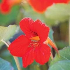 Nasturtium Empress of India - Burpee Seeds - Image 2