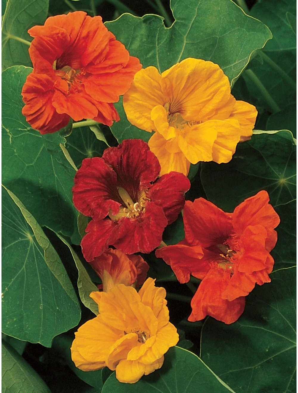 Nasturtium Double Dwarf Jewel Mix - Burpee Seeds - Image 2