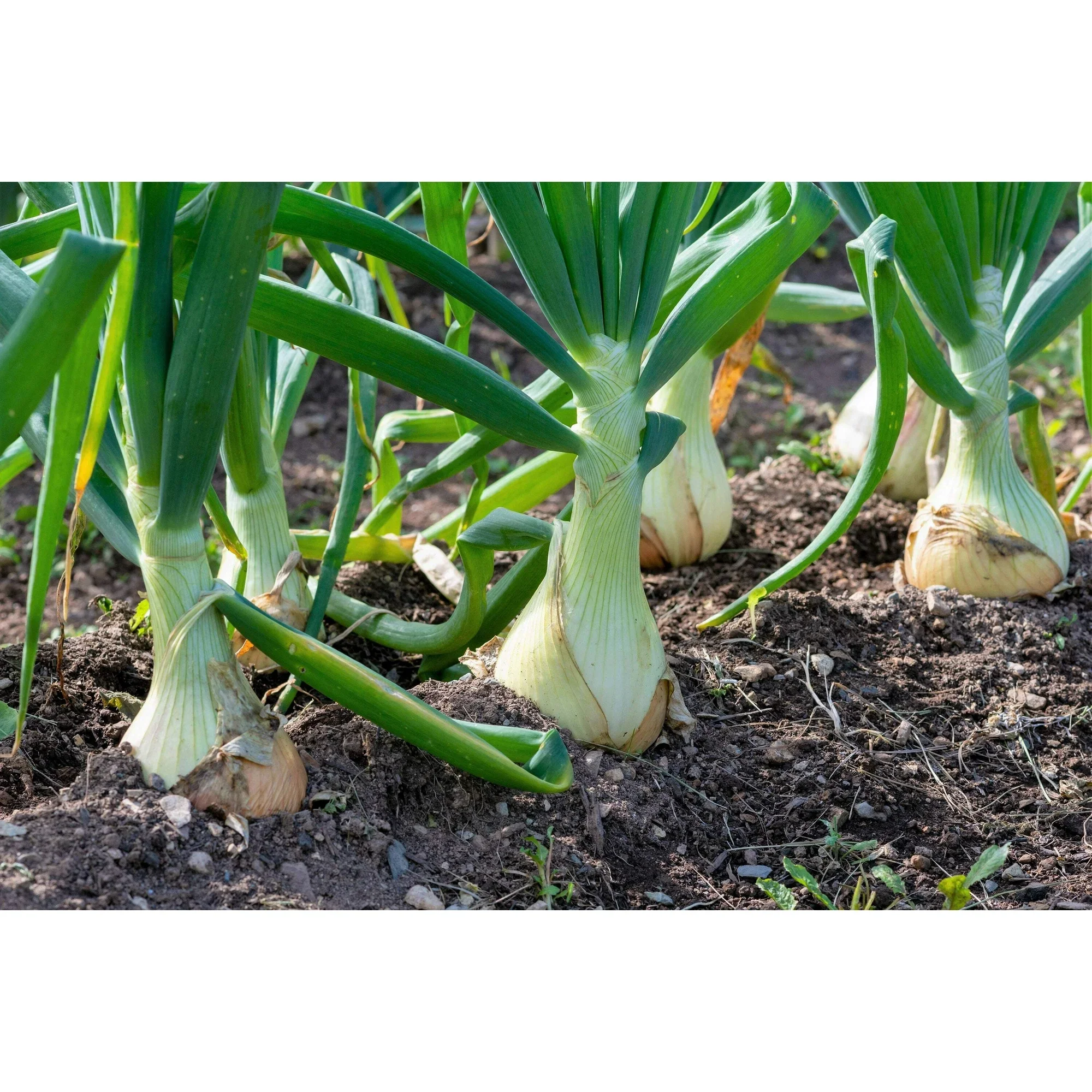 Onion Sweet White Spanish - Burpee Seeds - Image 2