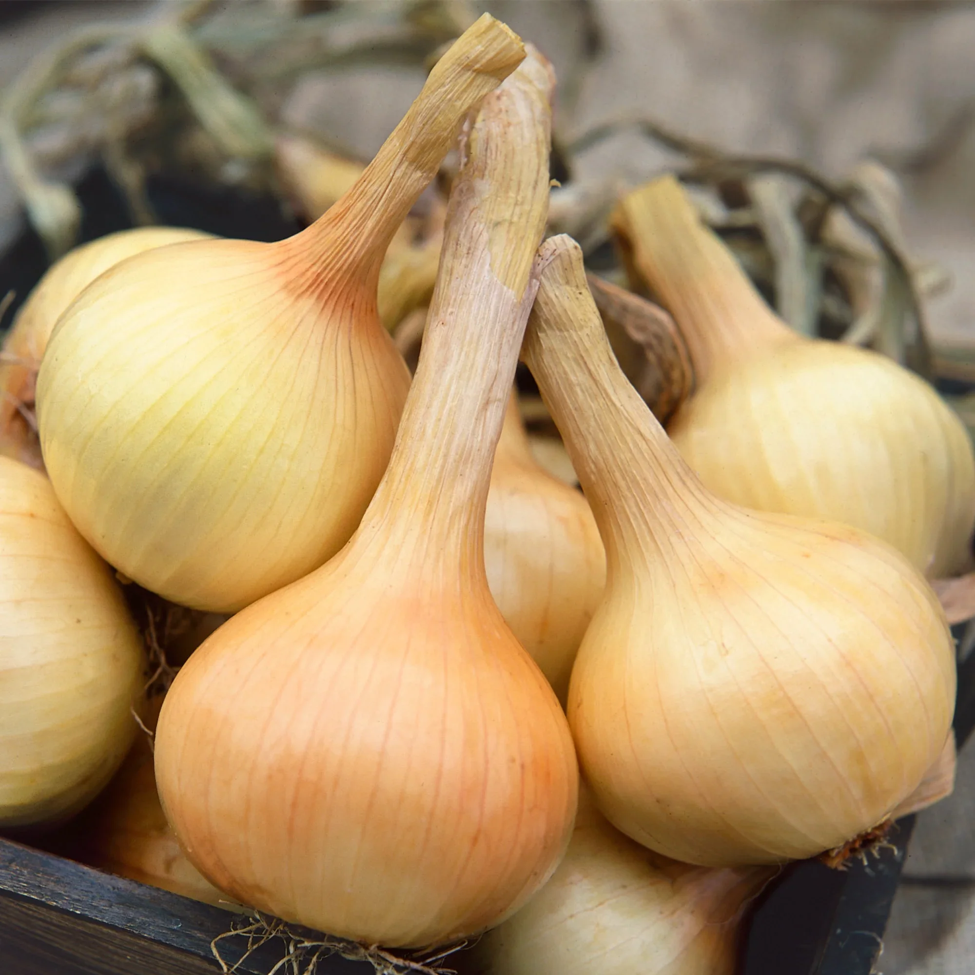 Onion Walla Walla - Burpee Seeds - Image 2