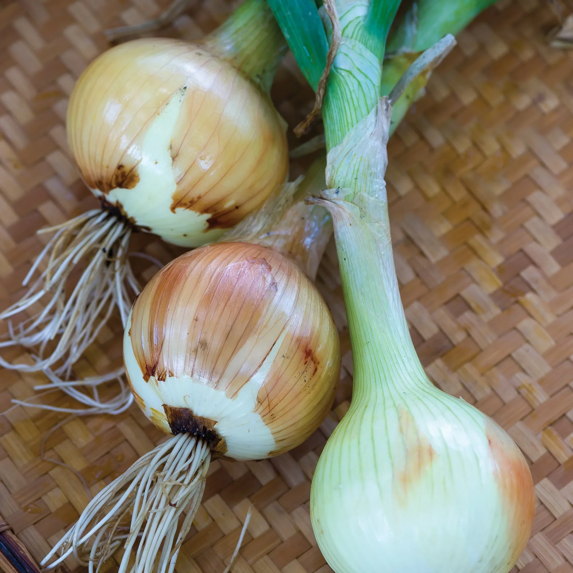 Onion Walla Walla - Burpee Seeds - Image 3