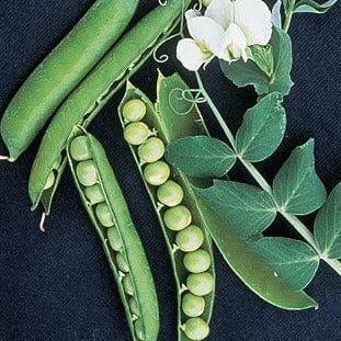Organic Pea Garden Sweet - Burpee Seeds