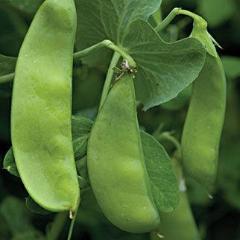 Organic Pea Oregon Sugar Pod II - Burpee Seeds