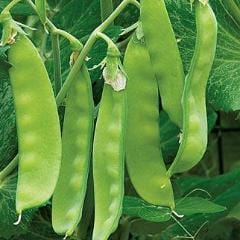 Organic Pea Oregon Sugar Pod II - Burpee Seeds - Image 2