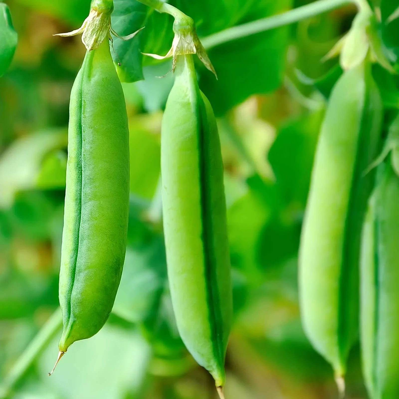 Organic Pea Super Snappy - Burpee Seeds - Image 3