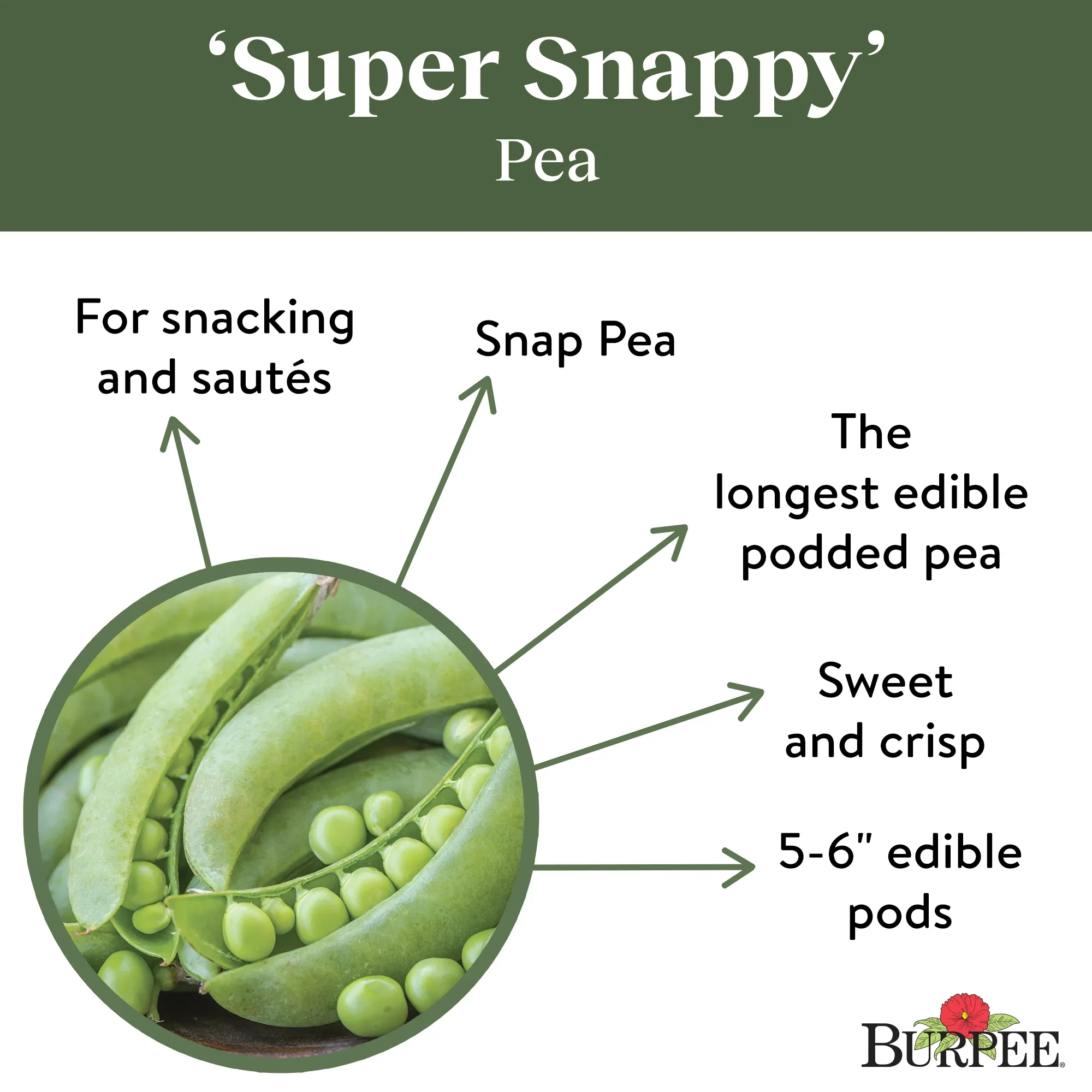 Organic Pea Super Snappy - Burpee Seeds - Image 4