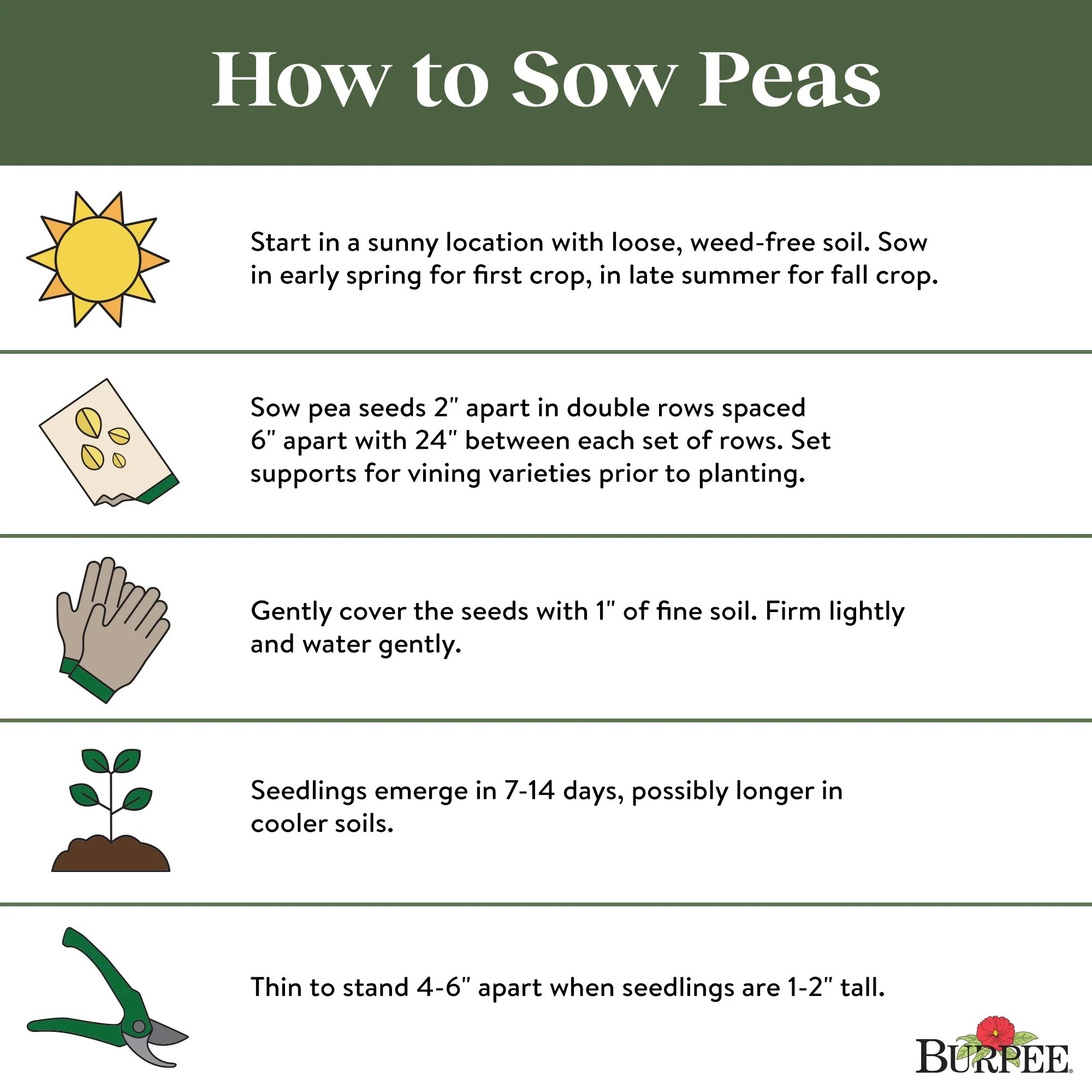 Organic Pea Super Snappy - Burpee Seeds - Image 5