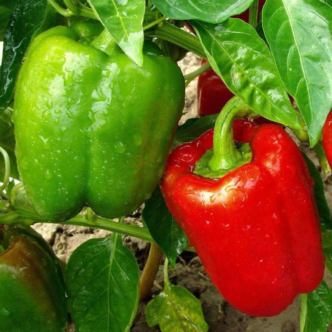 Pepper California Wonder - Burpee Seeds - Image 4