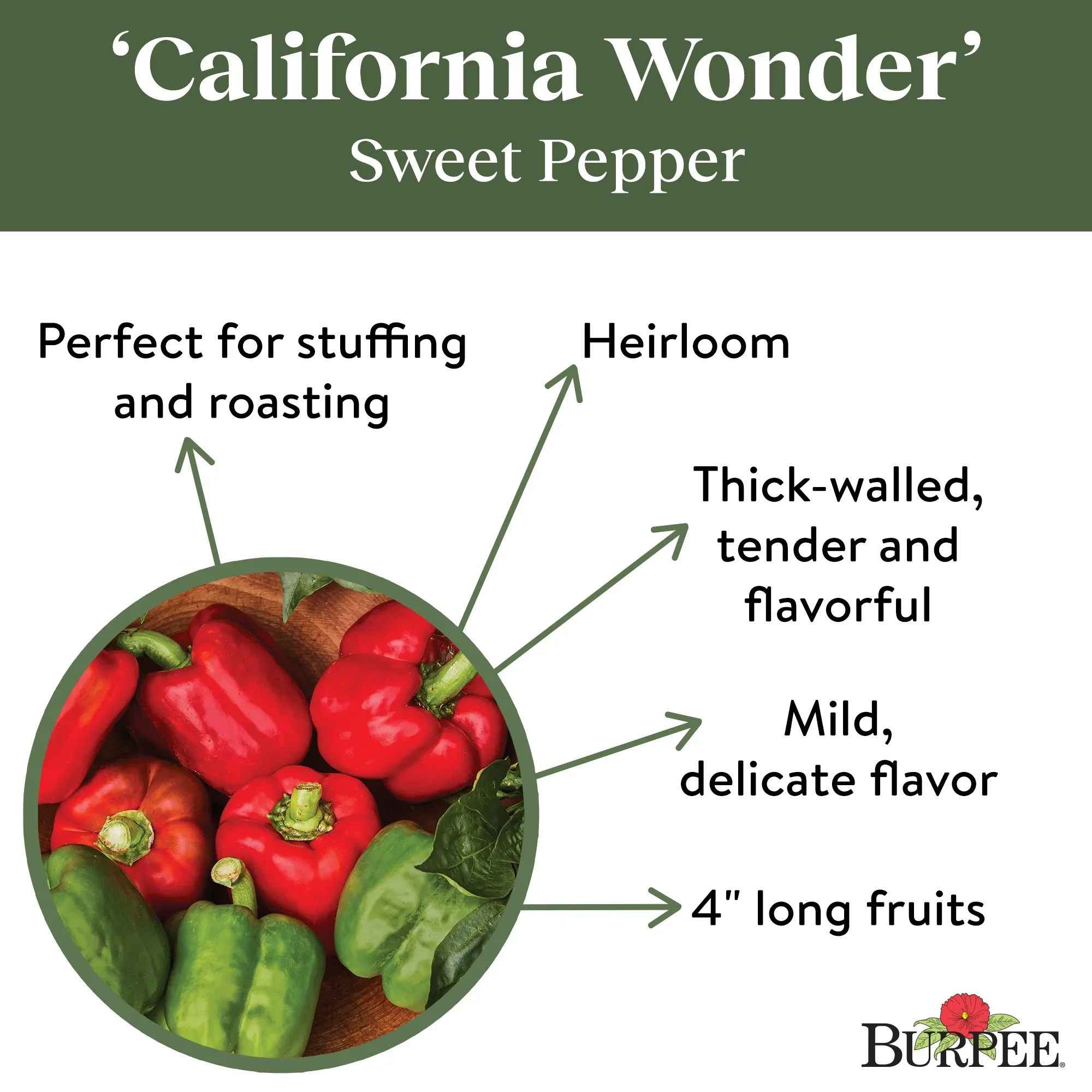 Pepper California Wonder - Burpee Seeds - Image 5