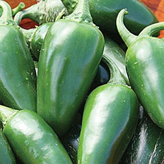 Pepper Hot Jalapeño Early - Burpee Seeds