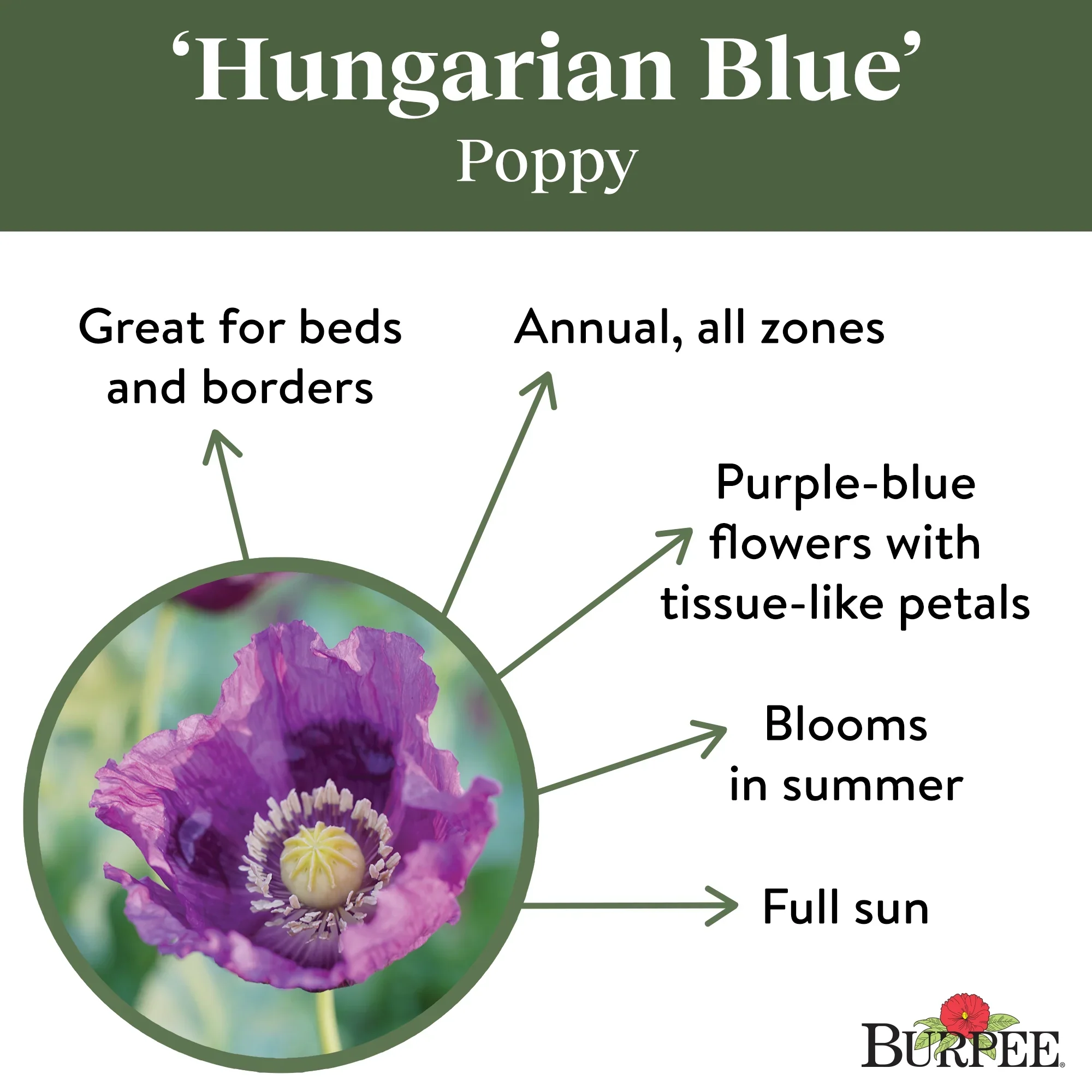 Poppy Hungarian Blue - Burpee Seeds - Image 2