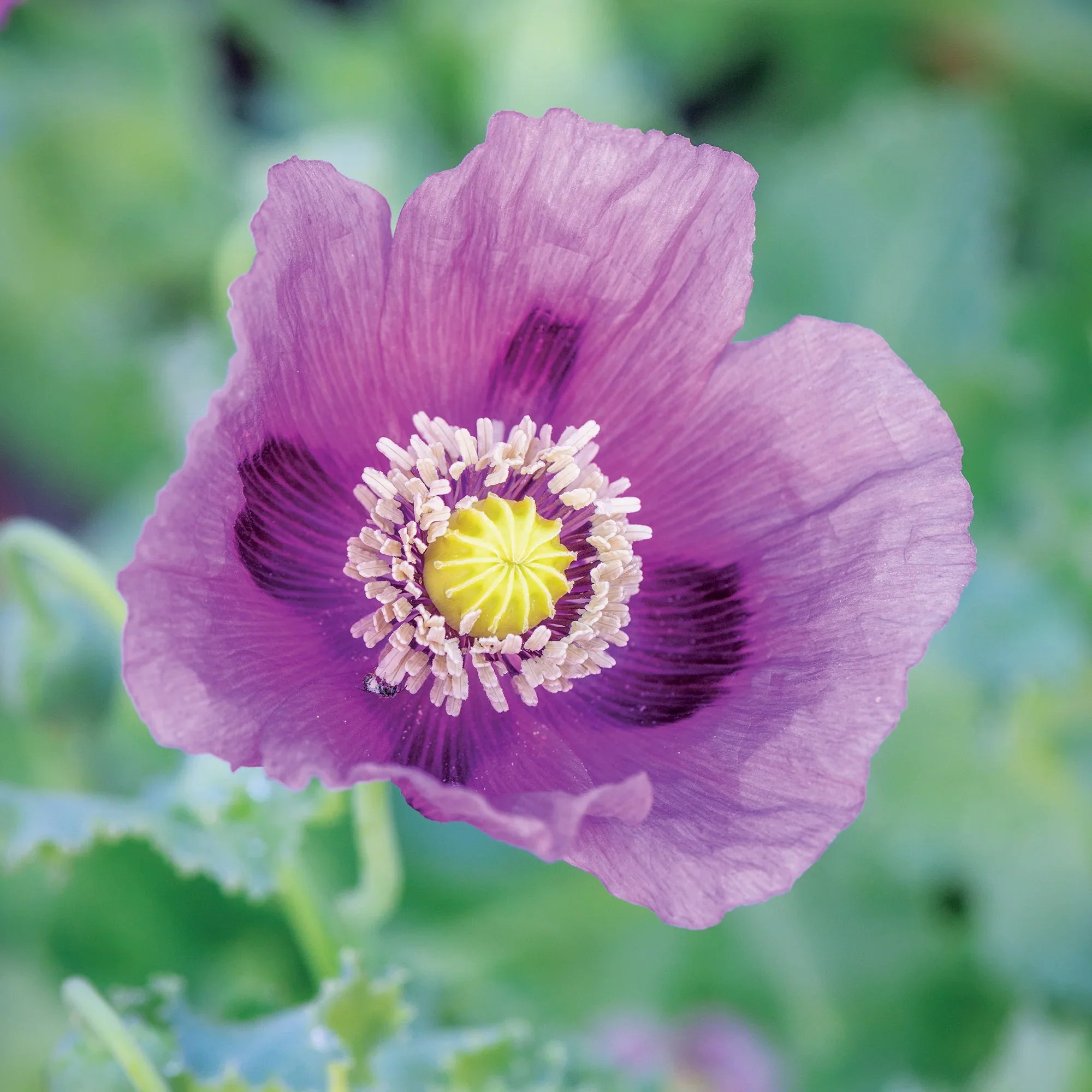 Poppy Hungarian Blue - Burpee Seeds - Image 3