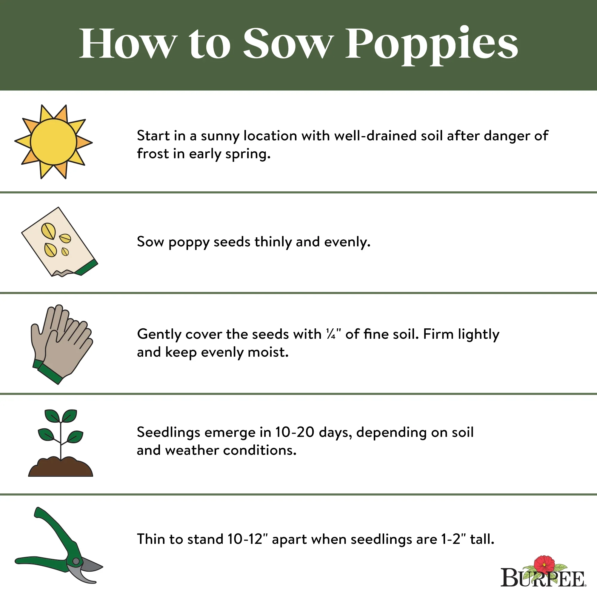Poppy Hungarian Blue - Burpee Seeds - Image 4