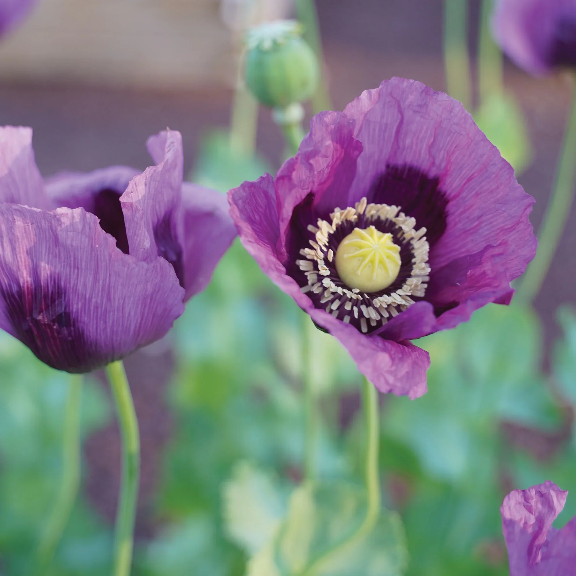 Poppy Hungarian Blue - Burpee Seeds - Image 5
