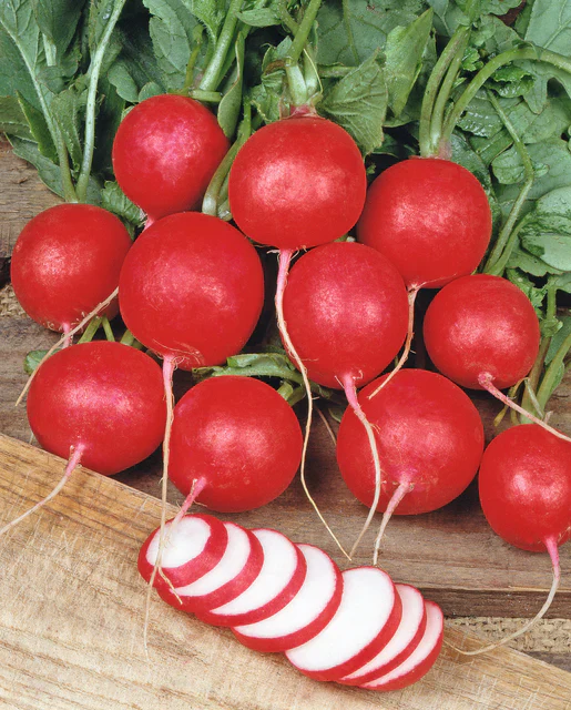 Organic Radish Cherry Belle - Burpee Seeds - Image 2