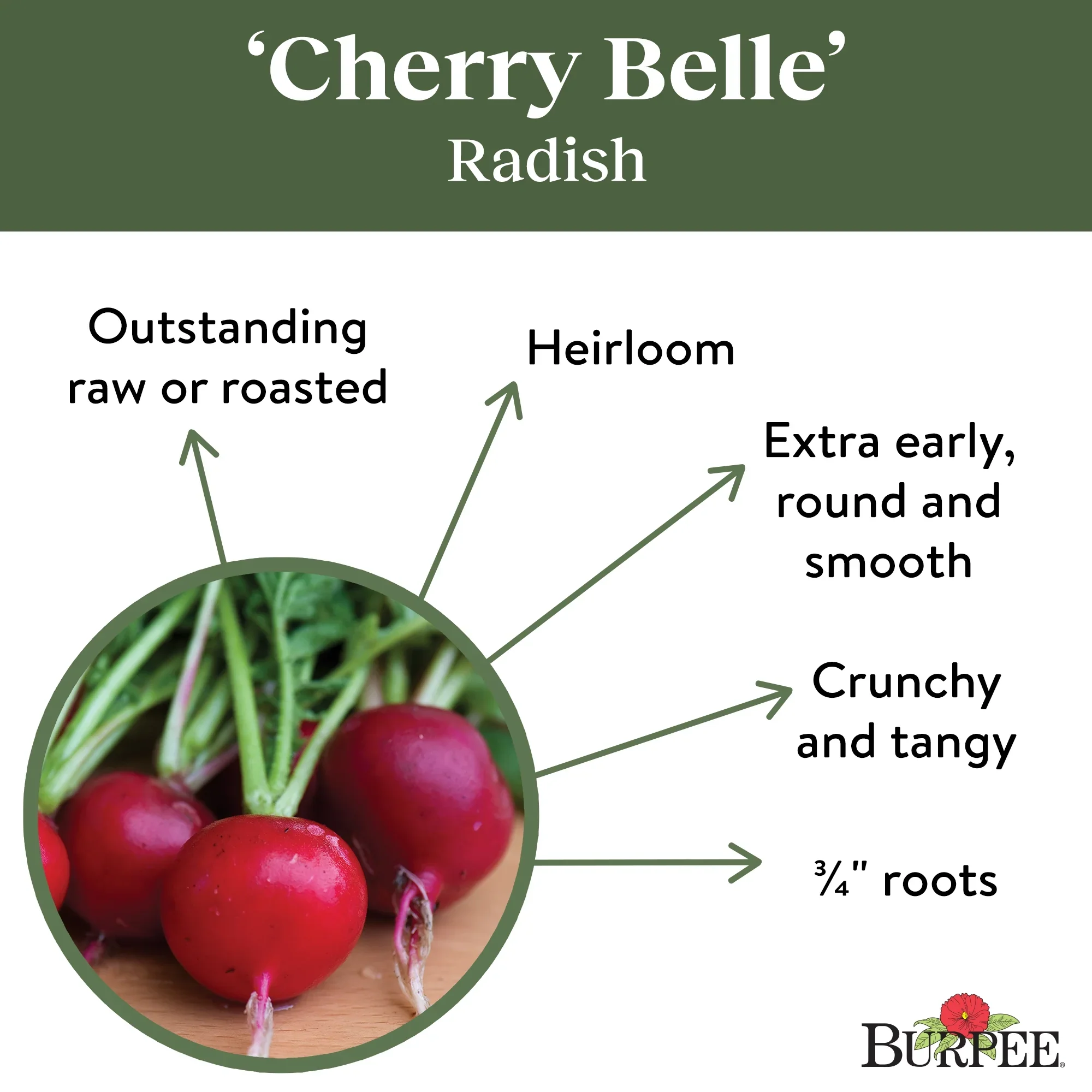 Organic Radish Cherry Belle - Burpee Seeds - Image 3