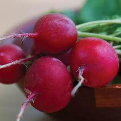 Radish Crimson Giant - Burpee Seeds - Image 2
