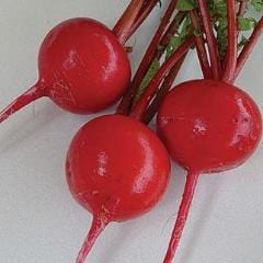Radish Crimson Giant - Burpee Seeds - Image 3