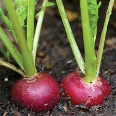Radish Crimson Giant - Burpee Seeds - Image 4