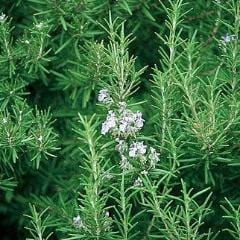 Rosemary - Burpee Seeds