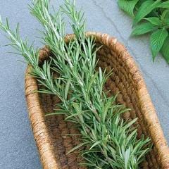 Rosemary - Burpee Seeds - Image 2