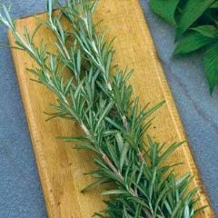 Rosemary - Burpee Seeds - Image 3