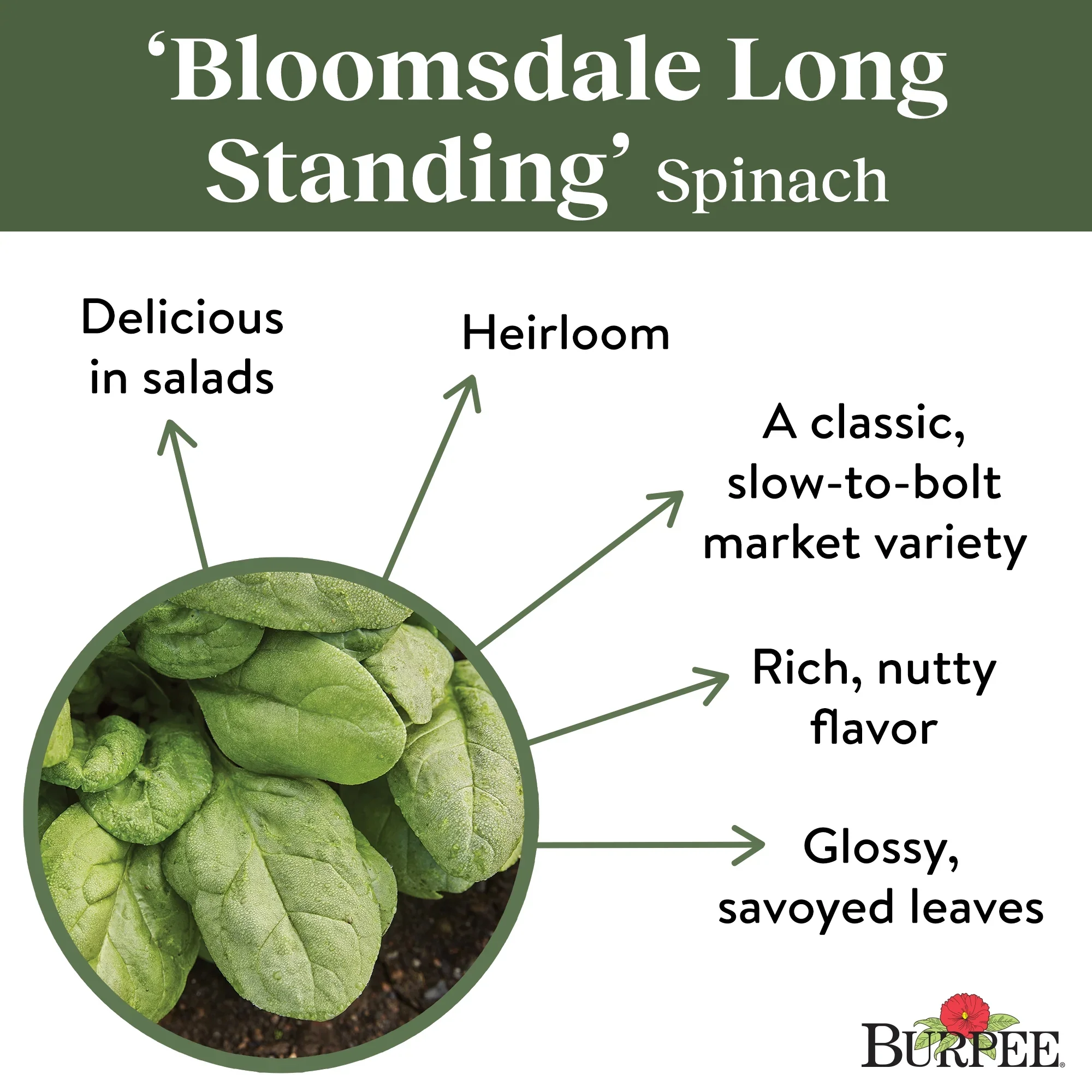Organic Spinach Bloomsdale Longstanding - Burpee - Image 3
