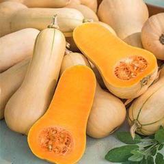 Squash Burpee's Butterbush (Winter) - Burpee Seeds