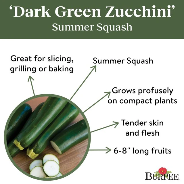 Organic Zucchini Dark Green - Burpee Seeds - Image 4