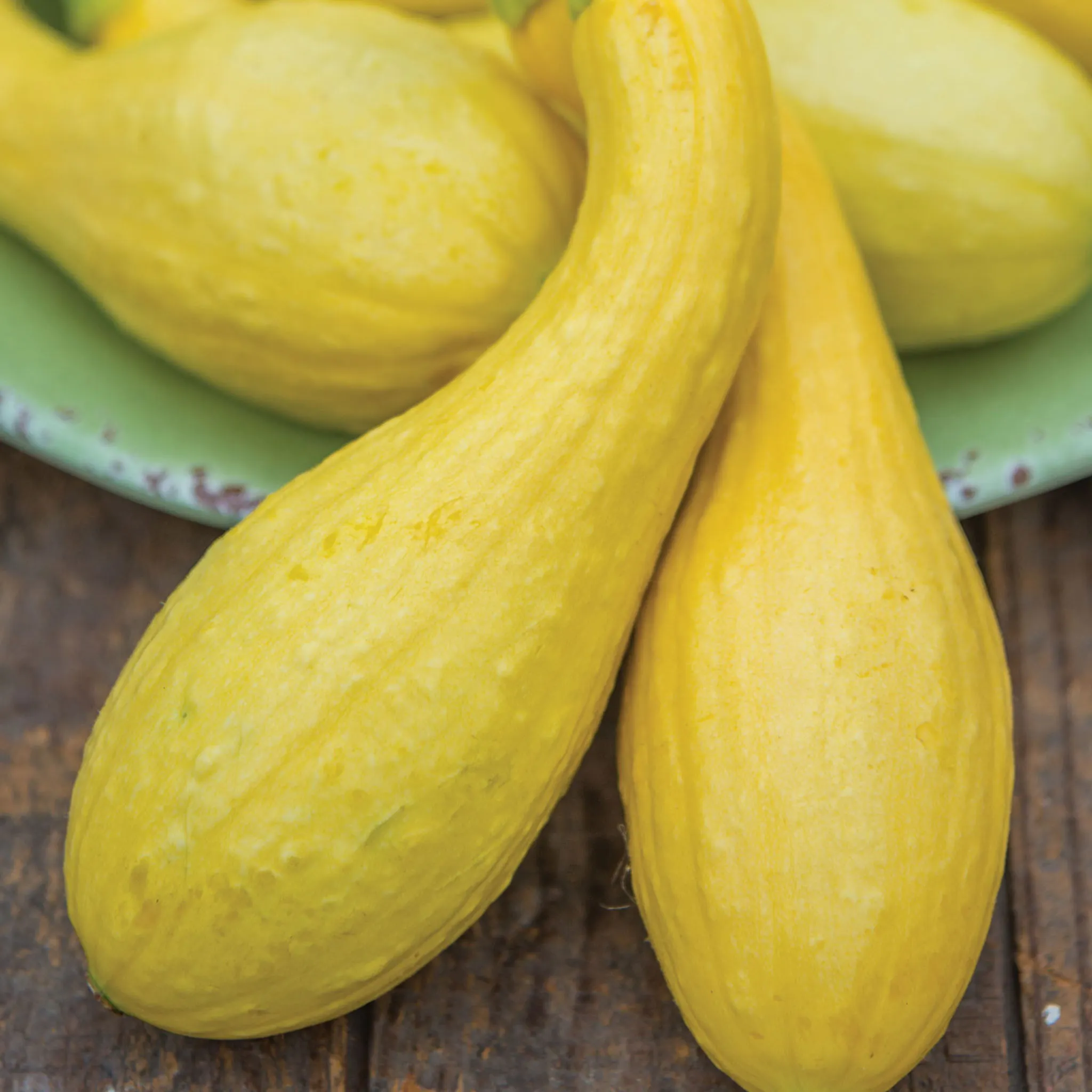 Squash Early Summer Crookneck - Burpee Seeds - Image 3