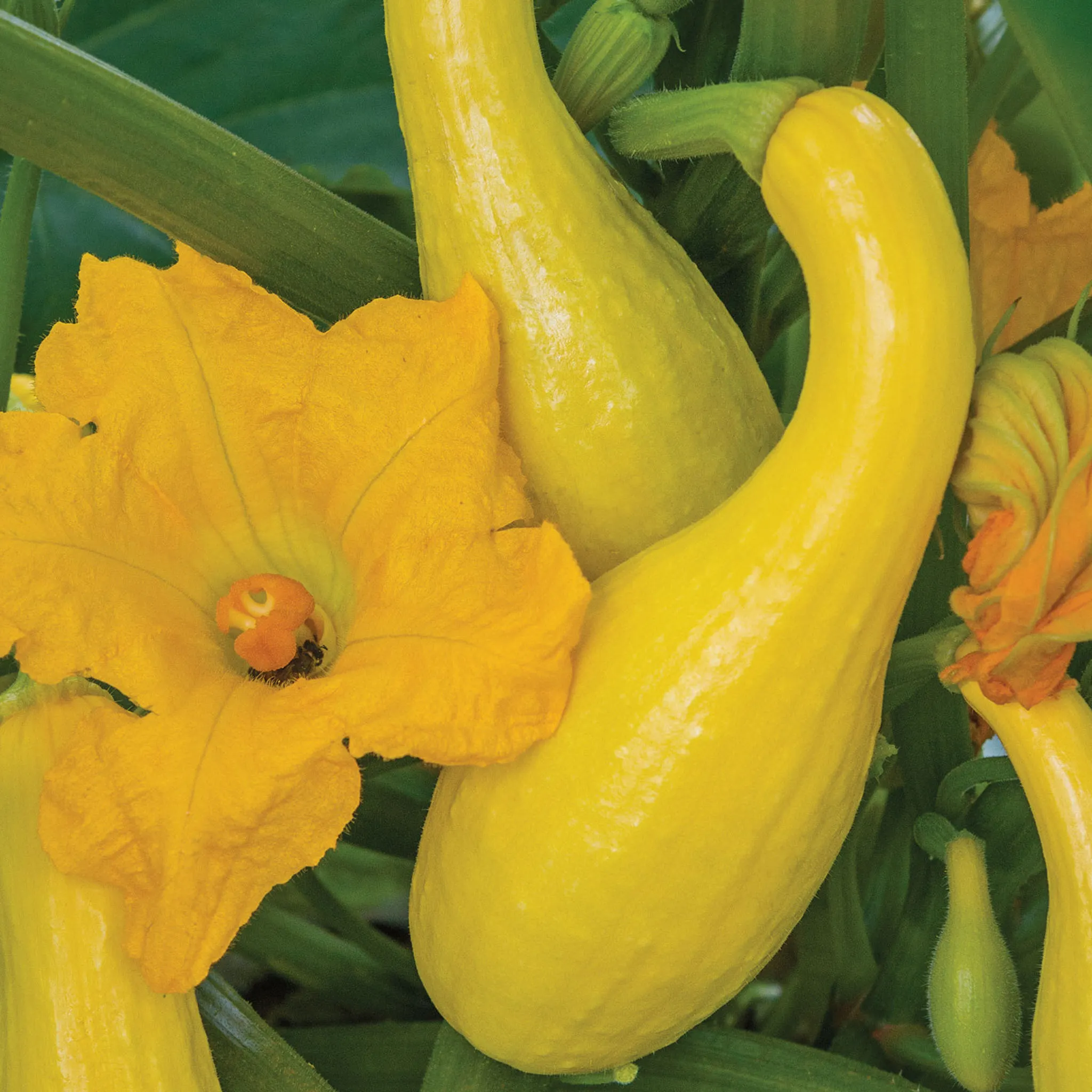 Squash Early Summer Crookneck - Burpee Seeds - Image 5