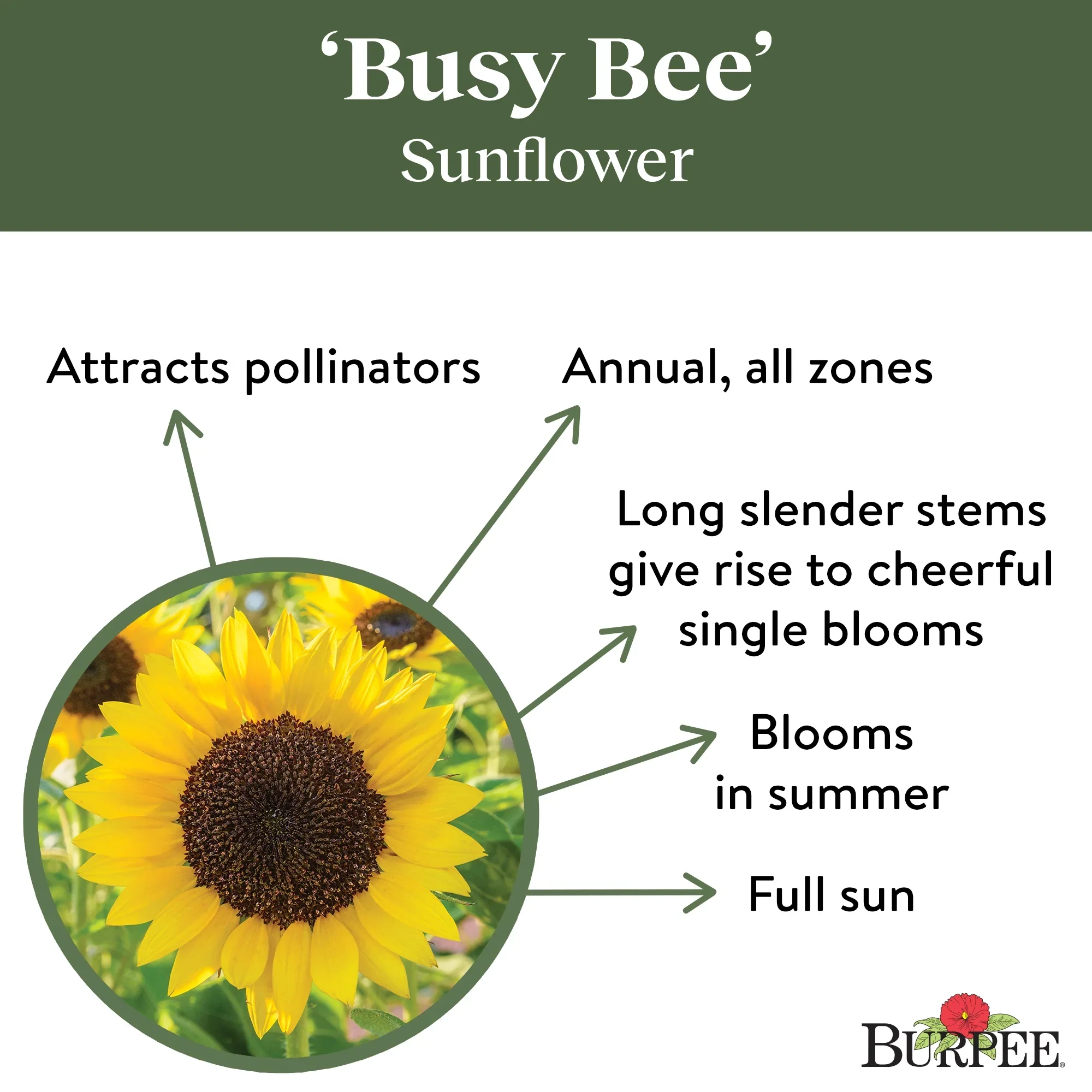 Sunflower Busy Bee - Burpee Seeds - Image 2
