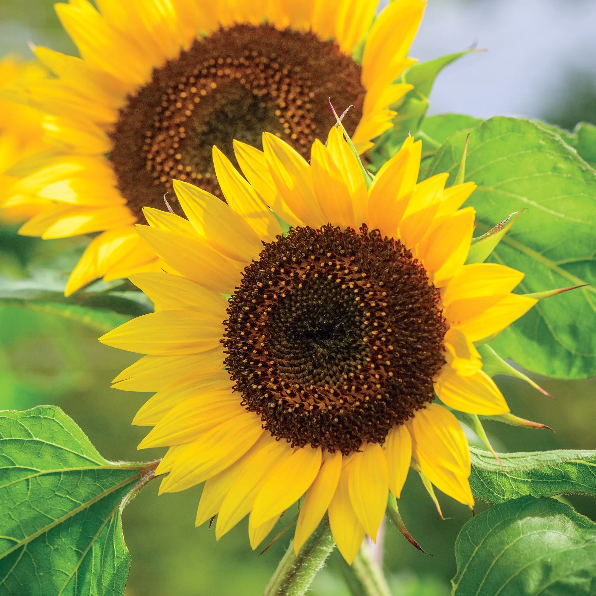 Sunflower Busy Bee - Burpee Seeds - Image 3
