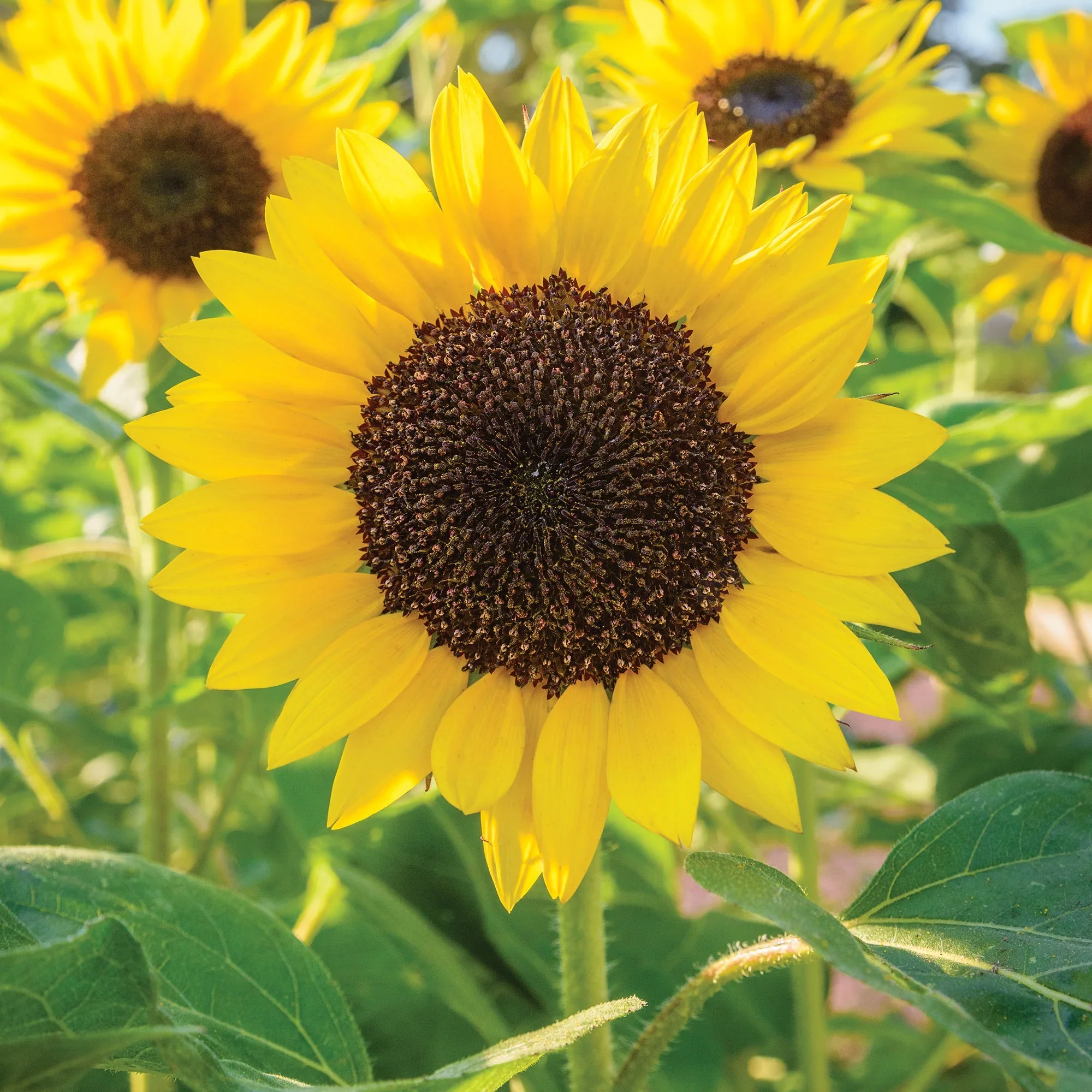 Sunflower Busy Bee - Burpee Seeds - Image 4