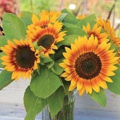 Sunflower Fire Catcher - Burpee Seeds - Image 2