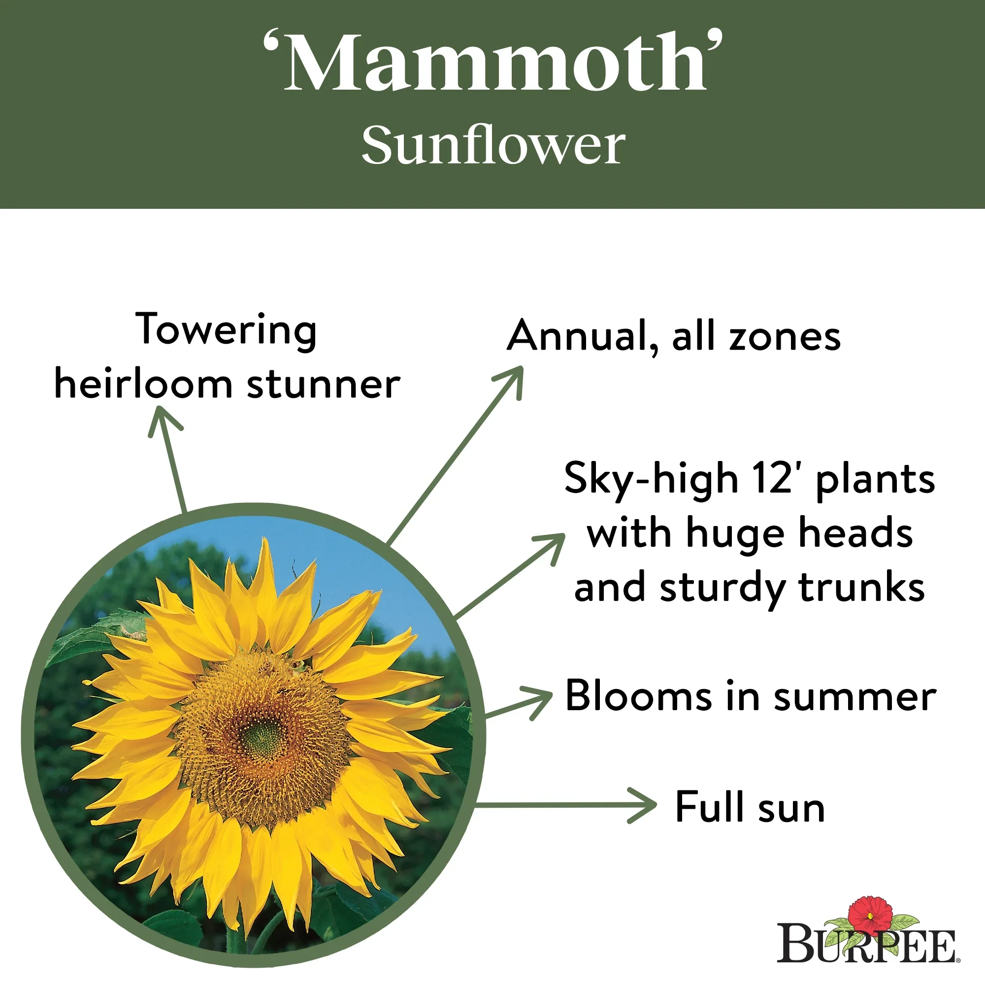 Organic Sunflower Mammoth - Burpee Seeds - Image 4