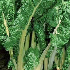 Swiss Chard Fordhook Giant - Burpee Seeds - Image 2