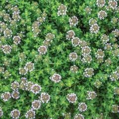 Thyme Common - Burpee Seeds - Image 2