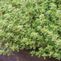 Thyme Common - Burpee Seeds - Image 3
