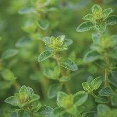 Thyme Common - Burpee Seeds - Image 4