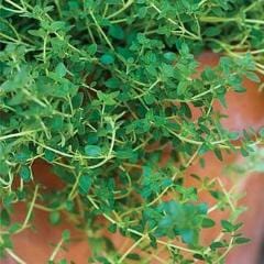 Thyme Common - Burpee Seeds - Image 5