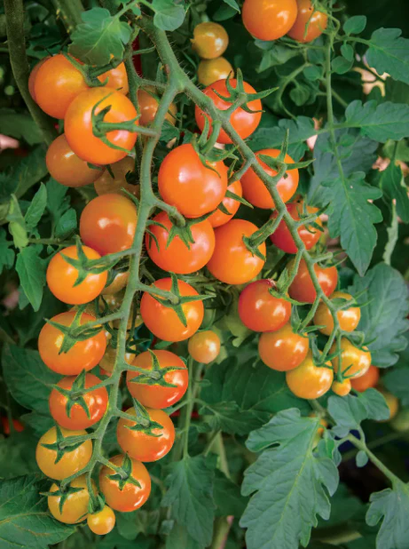 Tomato Honeycomb - Burpee Seeds - Image 3