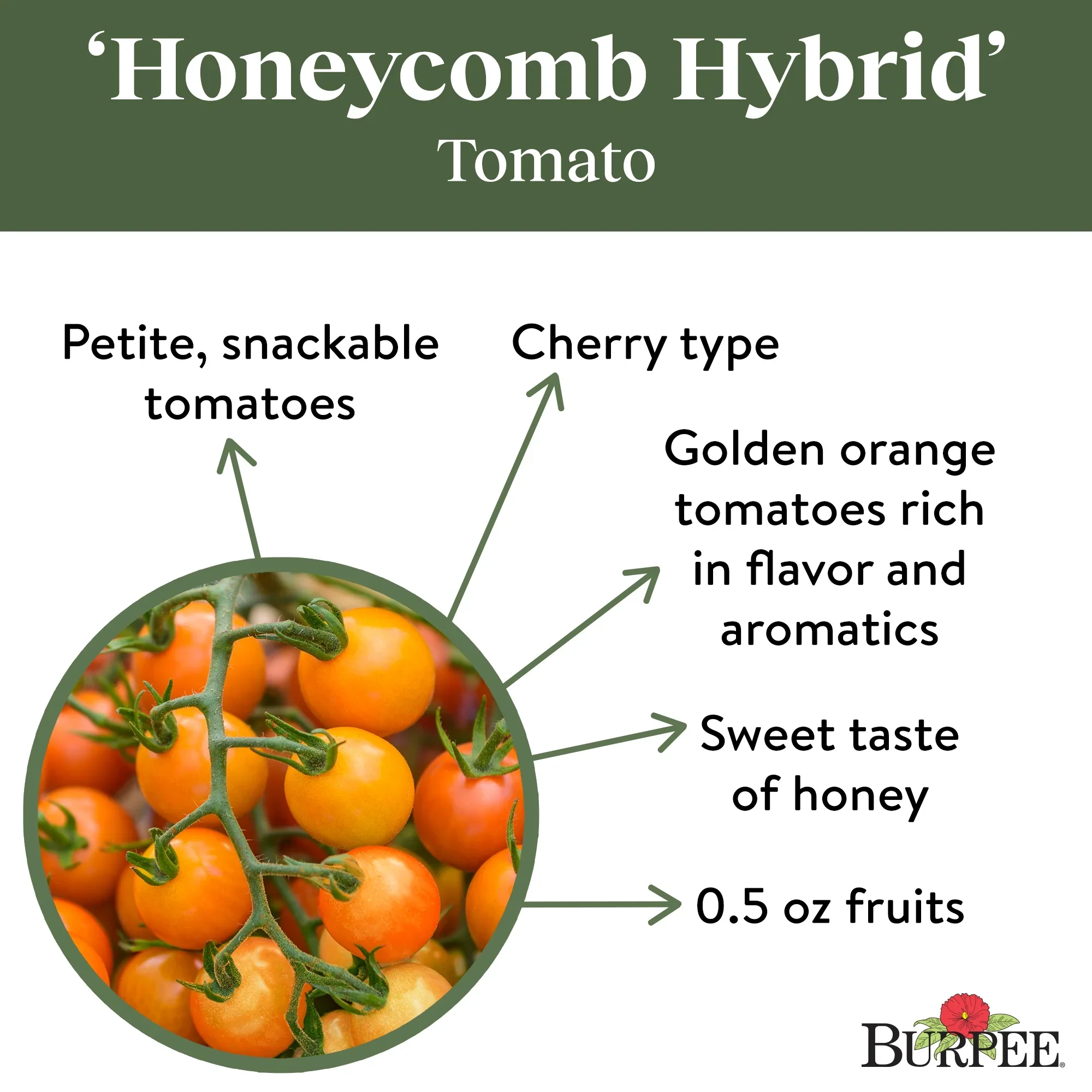 Tomato Honeycomb - Burpee Seeds - Image 5