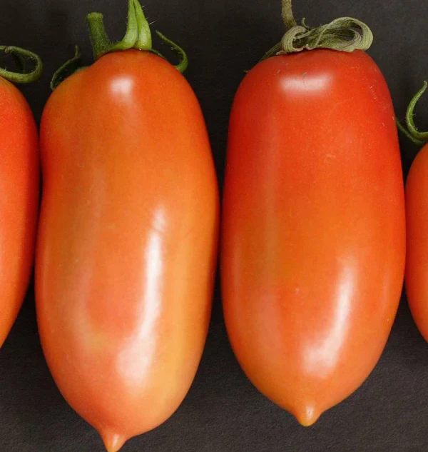 Tomato Roma VF - Burpee - Image 2