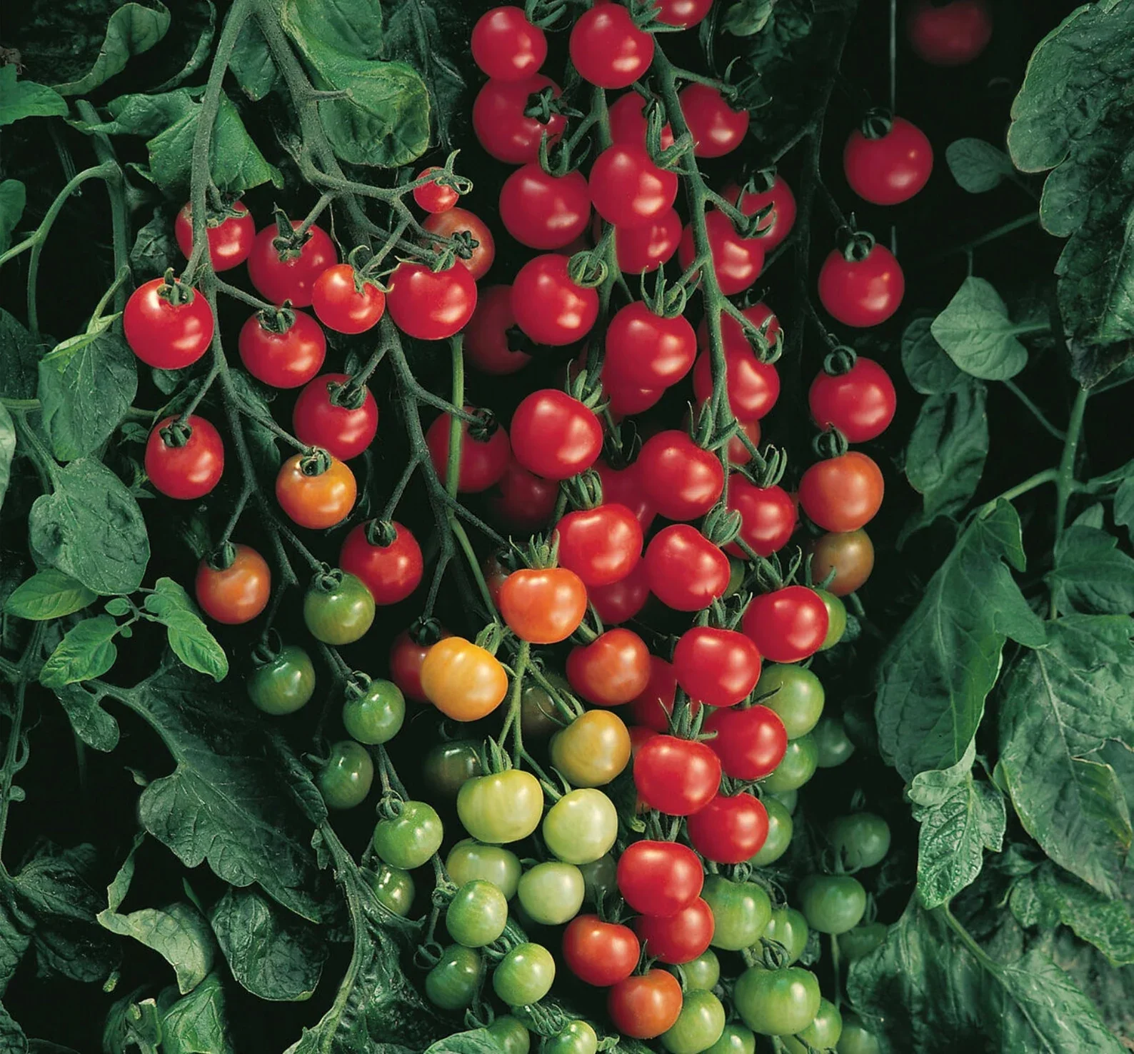 Tomato Super Sweet 100 - Burpee Seeds - Image 3