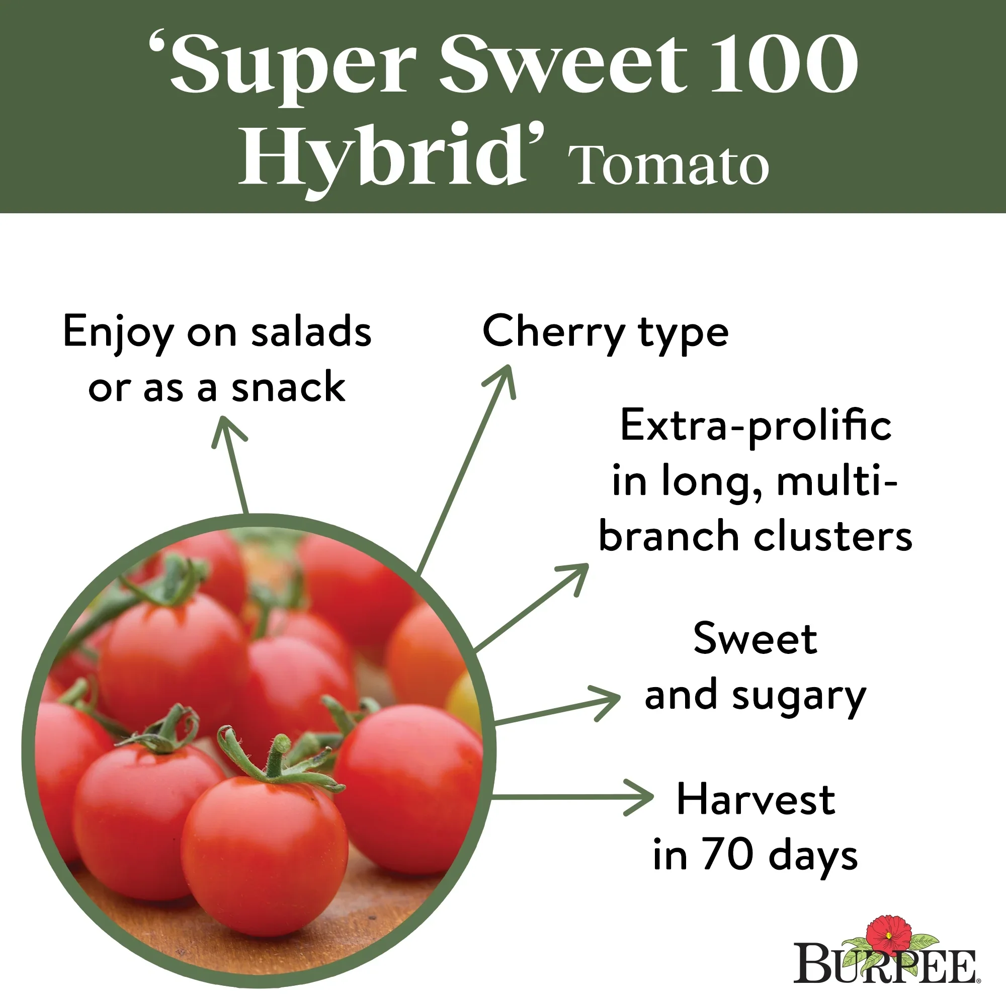 Tomato Super Sweet 100 - Burpee Seeds - Image 4
